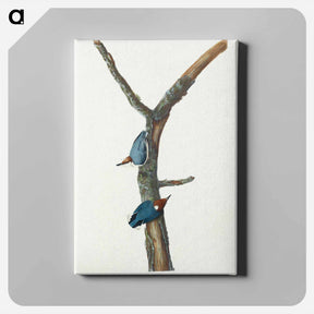 アートパネル-Brown-headed Nuthatch
 - ジョン ジェームス オーデュボン Canvas.