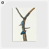 Brown-headed Nuthatch
 - ジョン ジェームス オーデュボン Postcard.