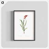 Ixia hyalina - Pierre Joseph Redouté Poster.