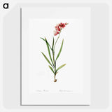 Ixia hyalina - Pierre Joseph Redouté Poster.
