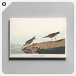 アートパネル-Semipalmated Sandpiper from Birds of America
 - アメリカの鳥たち Canvas.
