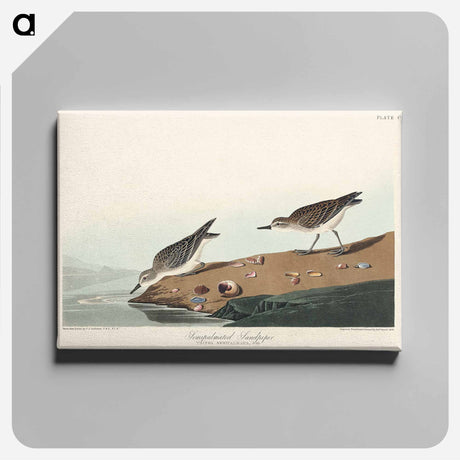 アートパネル-Semipalmated Sandpiper from Birds of America
 - アメリカの鳥たち Canvas.