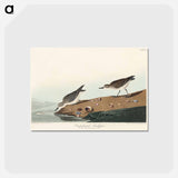 アートポストカード-Semipalmated Sandpiper from Birds of America
 - アメリカの鳥たち Postcard.