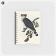 アートメモ帳-Top-Knot Pigeon
 - オーストラリアの鳥 Memo.