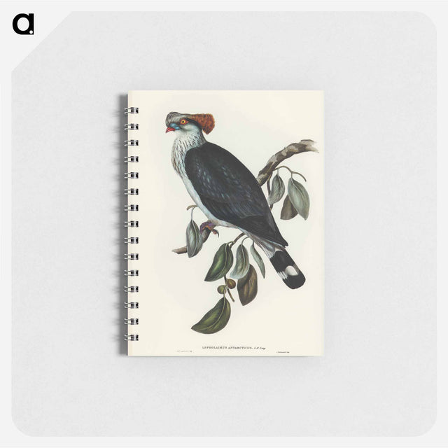アートメモ帳-Top-Knot Pigeon
 - オーストラリアの鳥 Memo.
