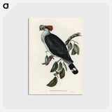 アートポストカード-Top-Knot Pigeon
 - オーストラリアの鳥 Postcard.