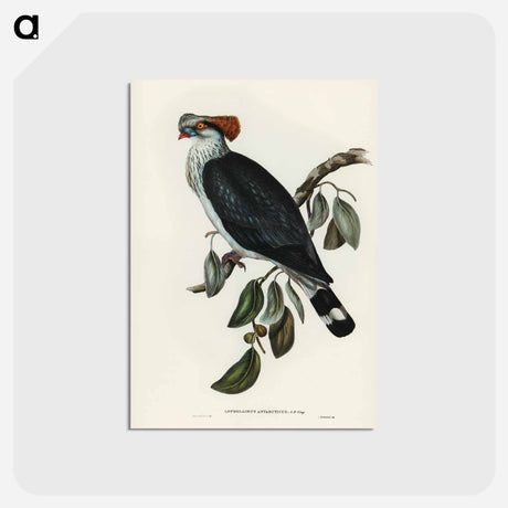 アートポストカード-Top-Knot Pigeon
 - オーストラリアの鳥 Postcard.