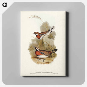 アートパネル-Chestnut-breasted Ground-Thrush
 - ジョン グールド Canvas.