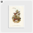 アートポストカード-Chestnut-breasted Ground-Thrush
 - ジョン グールド Postcard.
