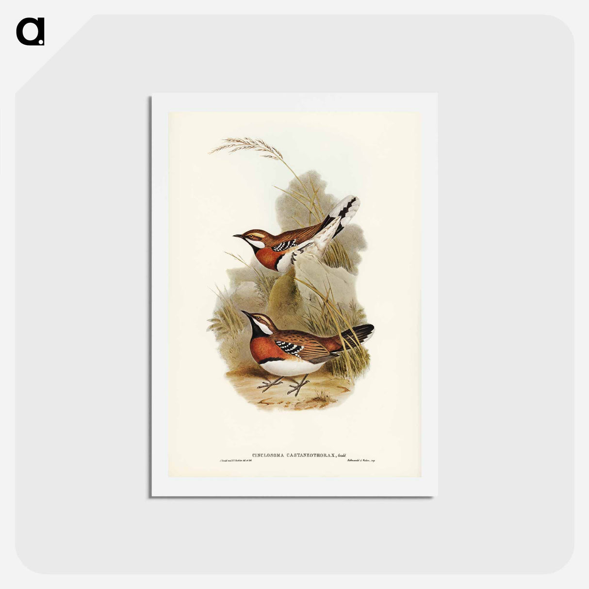 アートポストカード-Chestnut-breasted Ground-Thrush
 - ジョン グールド Postcard.