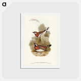 アートポストカード-Chestnut-breasted Ground-Thrush
 - ジョン グールド Postcard.