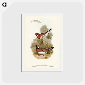 アートポストカード-Chestnut-breasted Ground-Thrush
 - ジョン グールド Postcard.