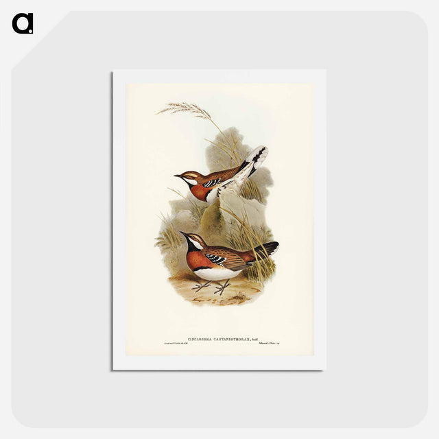 アートポストカード-Chestnut-breasted Ground-Thrush
 - ジョン グールド Postcard.