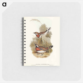 アートメモ帳-Chestnut-breasted Ground-Thrush
 - ジョン グールド Memo.