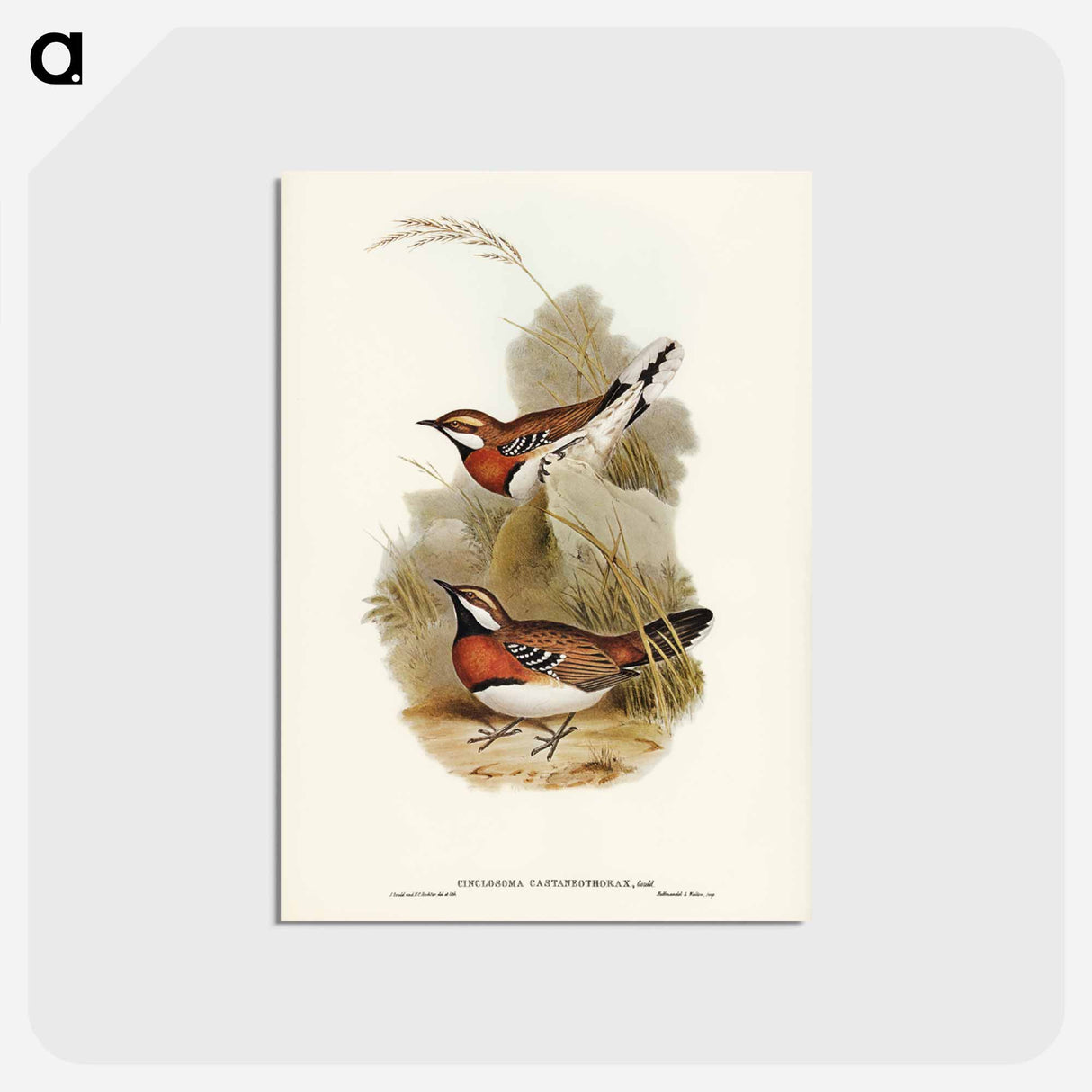 アートポストカード-Chestnut-breasted Ground-Thrush
 - ジョン グールド Postcard.