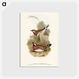 アートポストカード-Chestnut-breasted Ground-Thrush
 - ジョン グールド Postcard.