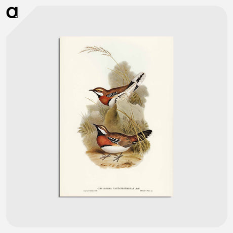 アートポストカード-Chestnut-breasted Ground-Thrush
 - ジョン グールド Postcard.