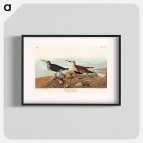 アートポスター-Red-backed Sandpiper
 - ジョン ジェームス オーデュボン Poster.