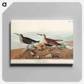 アートパネル-Red-backed Sandpiper
 - ジョン ジェームス オーデュボン Canvas.