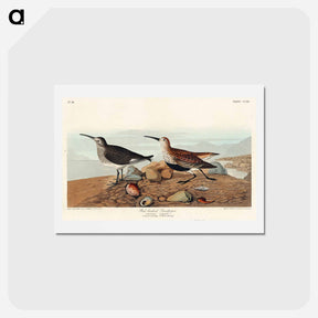 アートポストカード-Red-backed Sandpiper
 - ジョン ジェームス オーデュボン Postcard.