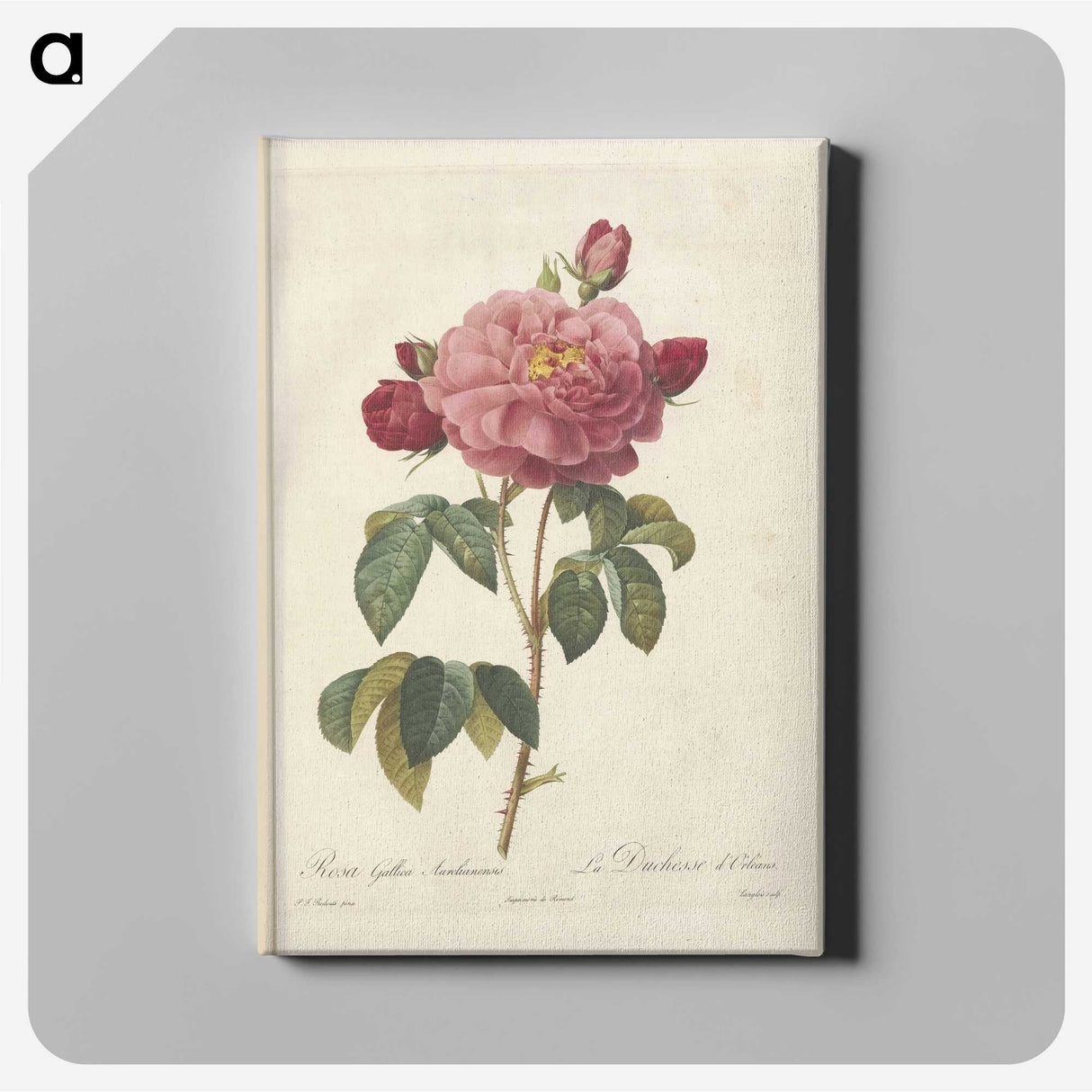 4-63_Pierre-Joseph-Redoute_canvas
