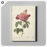 4-63_Pierre-Joseph-Redoute_canvas