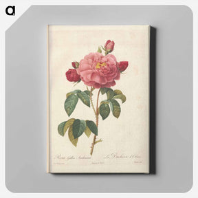 アートパネル-Rose illustration - ピエール ジョゼフ ルドゥーテ Canvas.