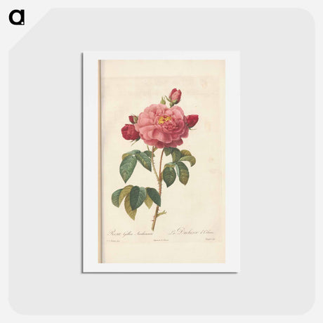 アートポストカード-Rose illustration - ピエール ジョゼフ ルドゥーテ Postcard.
