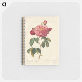 アートメモ帳-Rose illustration - ピエール ジョゼフ ルドゥーテ Memo.
