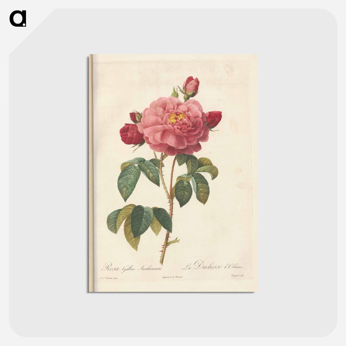 アートポストカード-Rose illustration - ピエール ジョゼフ ルドゥーテ Postcard.