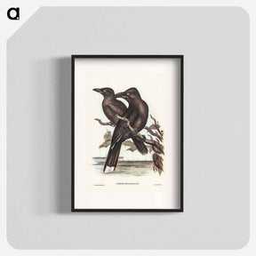 アートポスター-Sooty Crow-Shrike
 - オーストラリアの鳥 Poster.