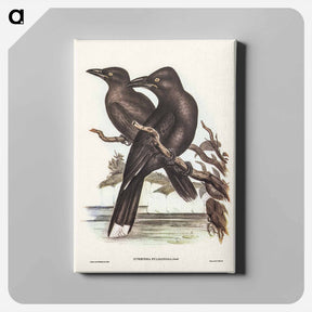 アートパネル-Sooty Crow-Shrike
 - オーストラリアの鳥 Canvas.
