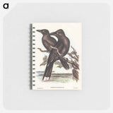 アートメモ帳-Sooty Crow-Shrike
 - オーストラリアの鳥 Memo.
