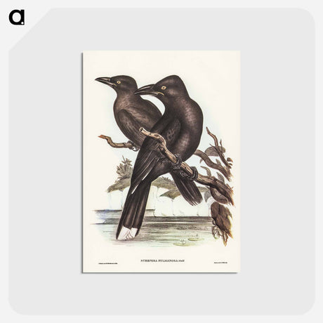 アートポストカード-Sooty Crow-Shrike
 - オーストラリアの鳥 Postcard.