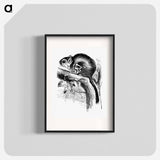 アートポスター-Lord Derby's Scaly-Tailed Squirrel
 - 大英図書館 Poster.