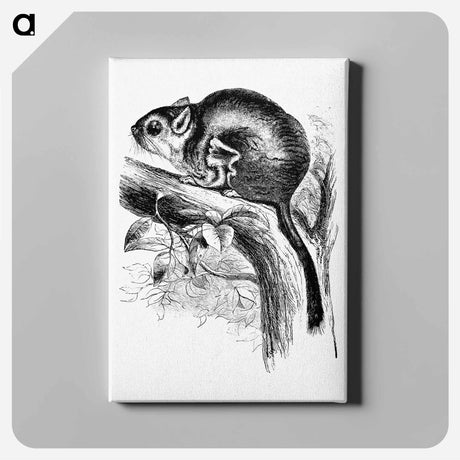 アートパネル-Lord Derby's Scaly-Tailed Squirrel
 - 大英図書館 Canvas.