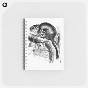 アートメモ帳-Lord Derby's Scaly-Tailed Squirrel
 - 大英図書館 Memo.