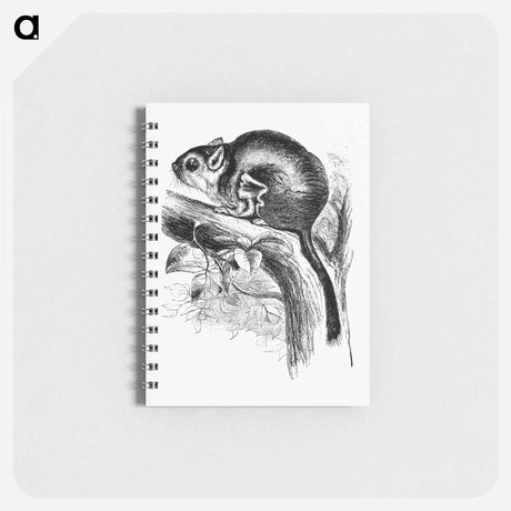 アートメモ帳-Lord Derby's Scaly-Tailed Squirrel
 - 大英図書館 Memo.