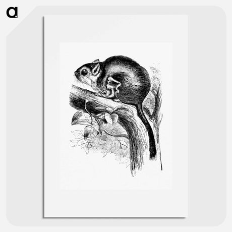 アートポスター-Lord Derby's Scaly-Tailed Squirrel
 - 大英図書館 Poster.