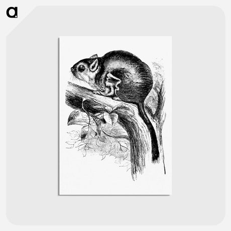 アートポストカード-Lord Derby's Scaly-Tailed Squirrel
 - 大英図書館 Postcard.