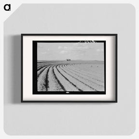 アートポスター-Power farming displaces tenants from the land in the western dry cotton areas. Texas Panhandle - ドロテア ラング Poster.