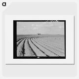 Power farming displaces tenants from the land in the western dry cotton areas. Texas Panhandle - Dorothea Lange Poster.