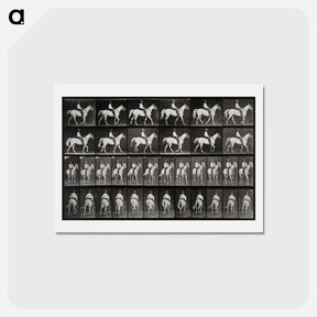 アートポストカード-Man on Horse
 - エドワード マイブリッジ Postcard.