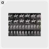 アートポストカード-Man on Horse
 - エドワード マイブリッジ Postcard.