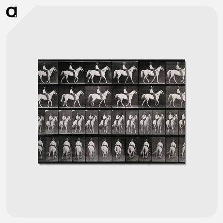 アートポストカード-Man on Horse
 - エドワード マイブリッジ Postcard.