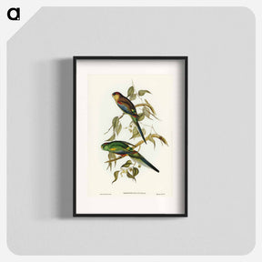 アートポスター-Many-Coloured Parakeet
 - ジョン グールド Poster.