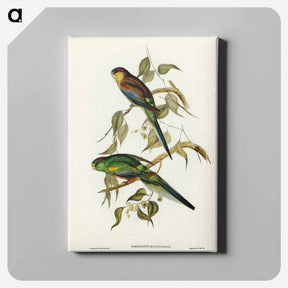 アートパネル-Many-Coloured Parakeet
 - ジョン グールド Canvas.
