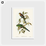 アートポストカード-Many-Coloured Parakeet
 - ジョン グールド Postcard.