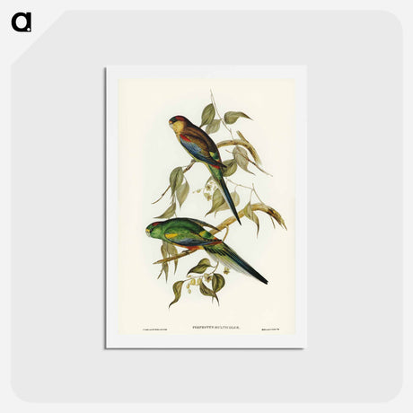 アートポストカード-Many-Coloured Parakeet
 - ジョン グールド Postcard.