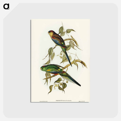 アートポストカード-Many-Coloured Parakeet
 - ジョン グールド Postcard.